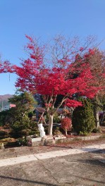 どこかの紅葉